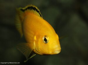 Labidochromis caeruleus